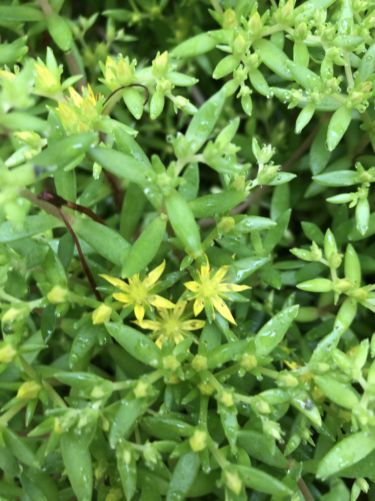 Starting to bloom in April - Warren Co. - NC