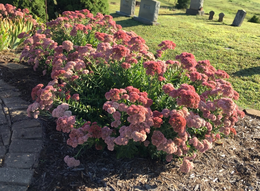 'Autumn Joy' Bloom and form