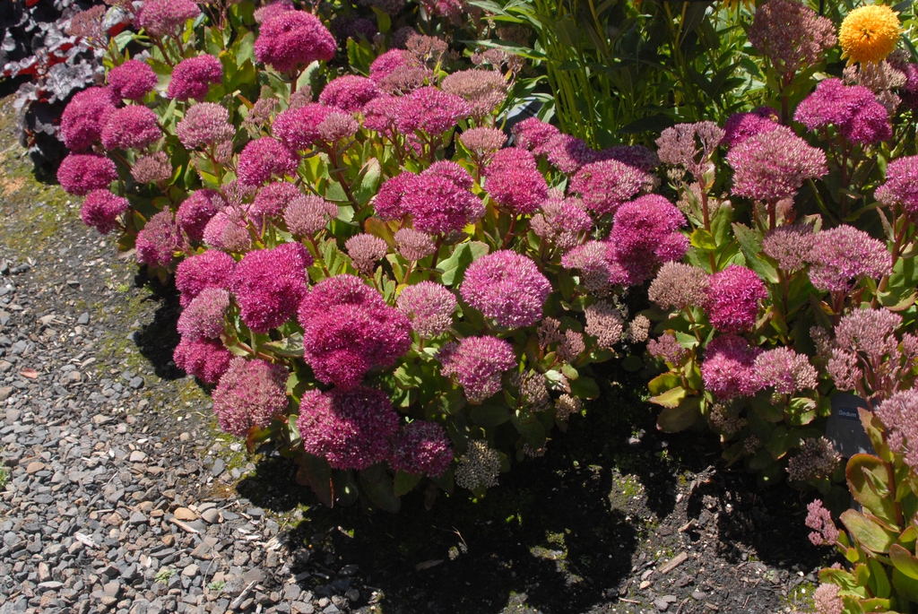 Sedum 'Birthday Party'