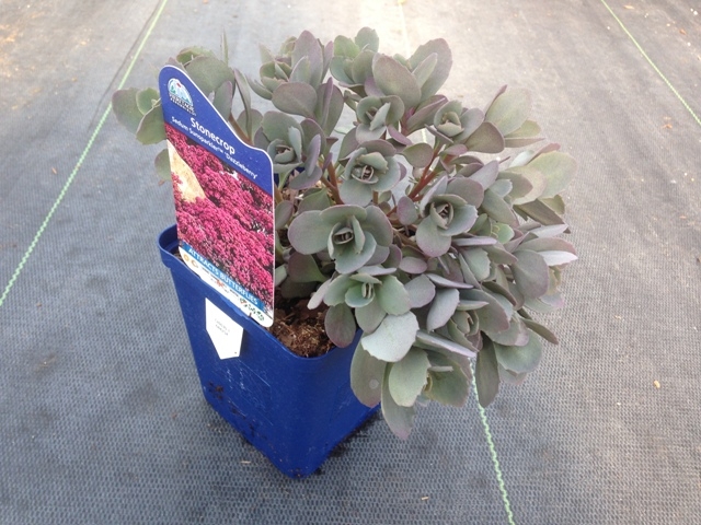 Pale purple succulent foliage