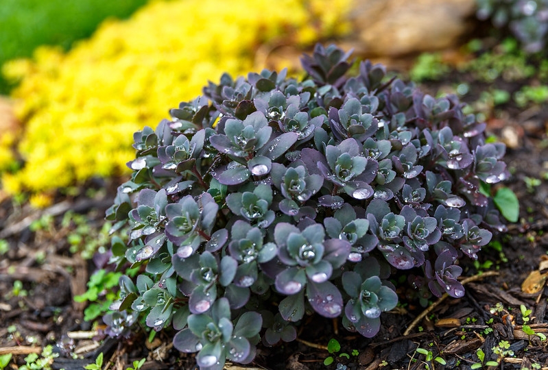 Purple succulent foliage