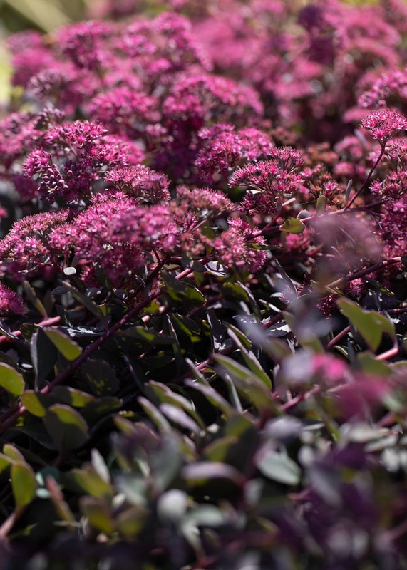 Pink flowers and burgundy colored succulent leaves.