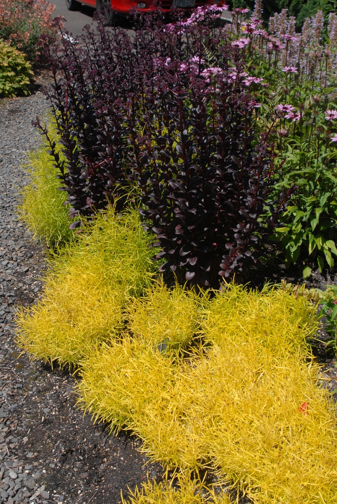 Sedum 'Touchdown Teak'