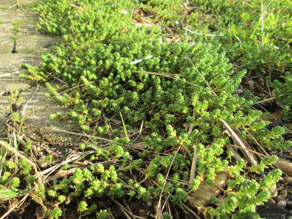 Sedum Acre