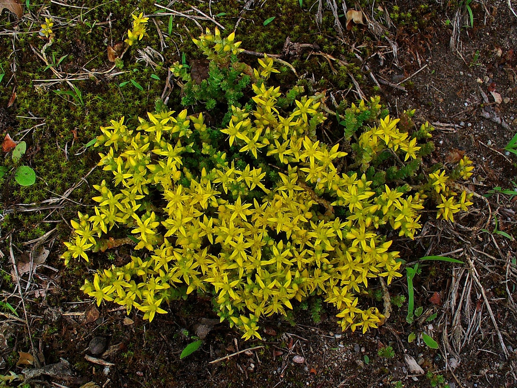 Sedum Acre