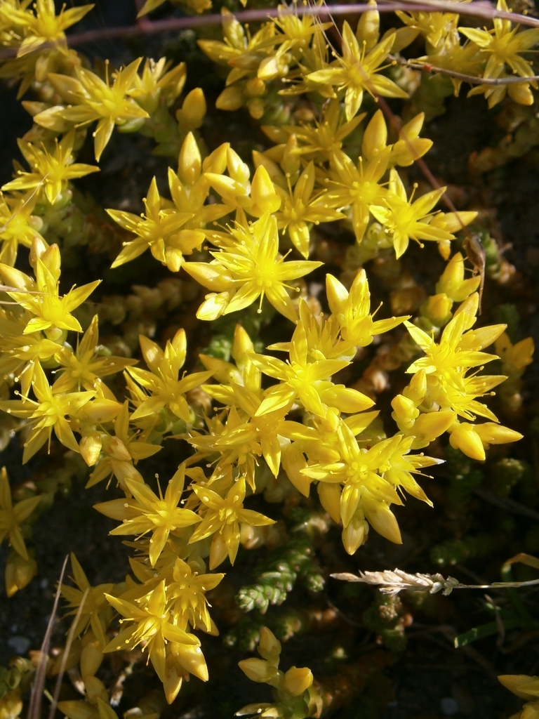 Sedum Acre