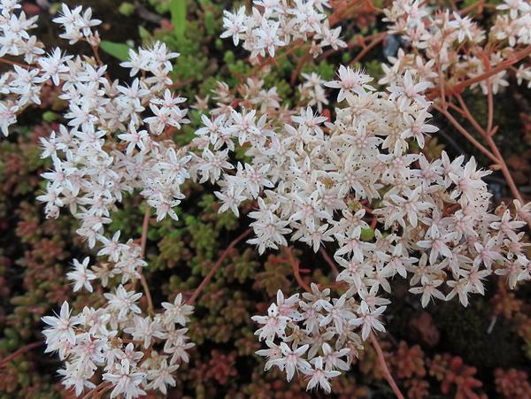 Clusters of small white star-shaped flowers