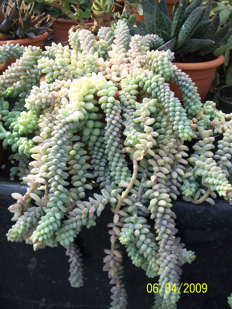 Form