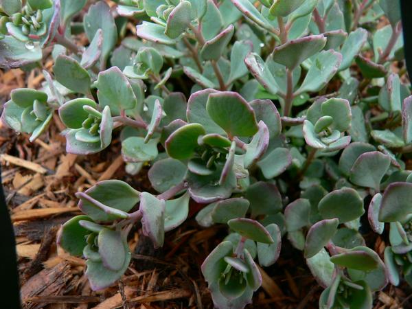 Sedum cauticola