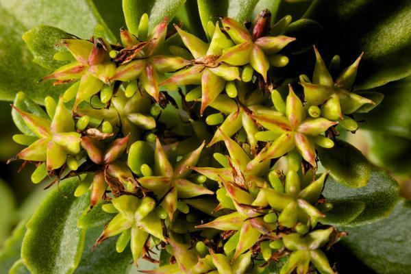 Sedum kamtschaticum