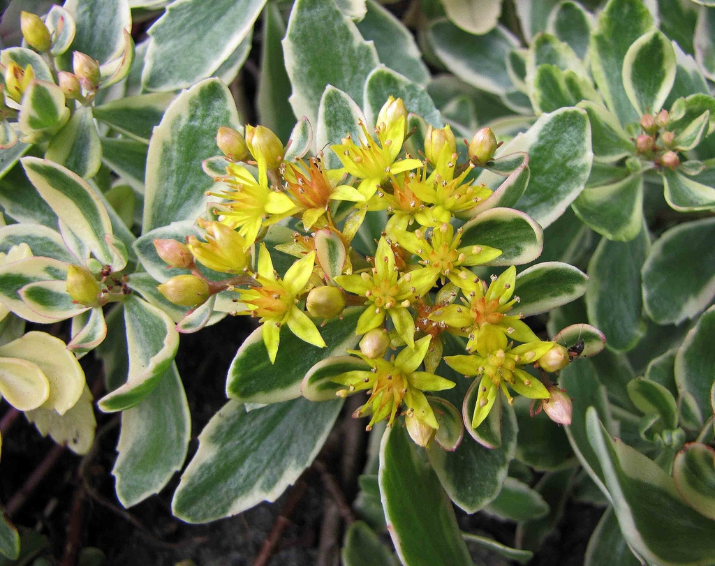 Yellow flowers and variegated leaves