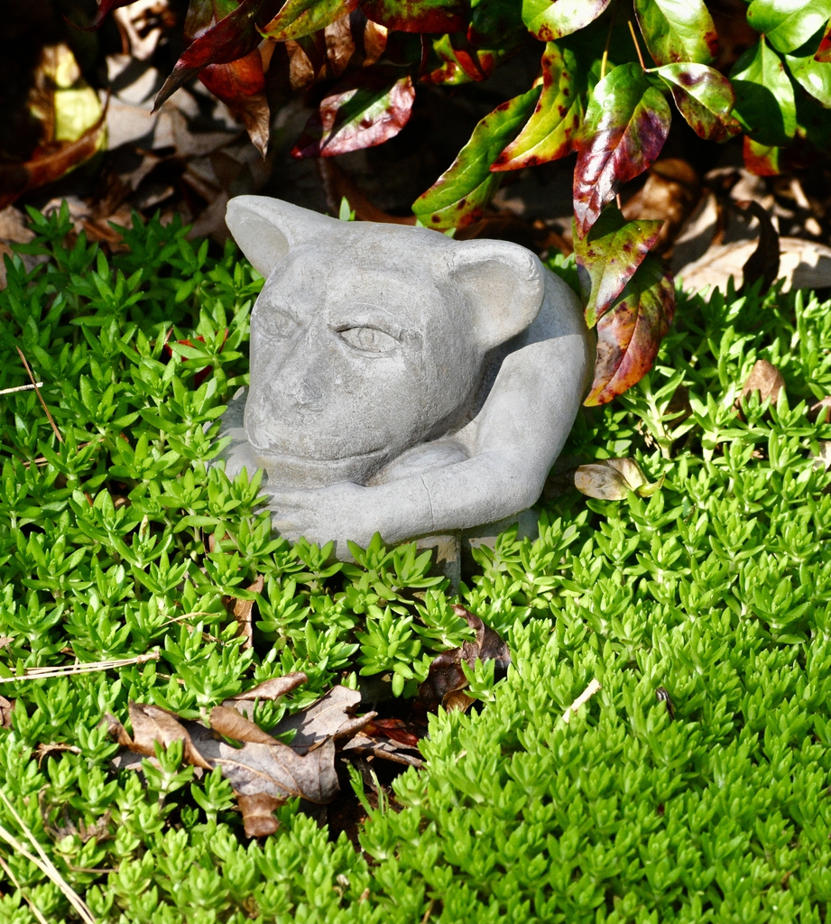 Carpet Sedum in March - Warren Co. - NC