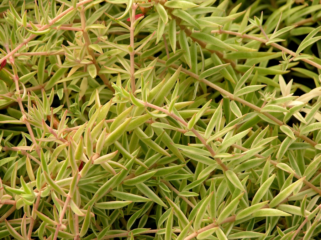 Stems