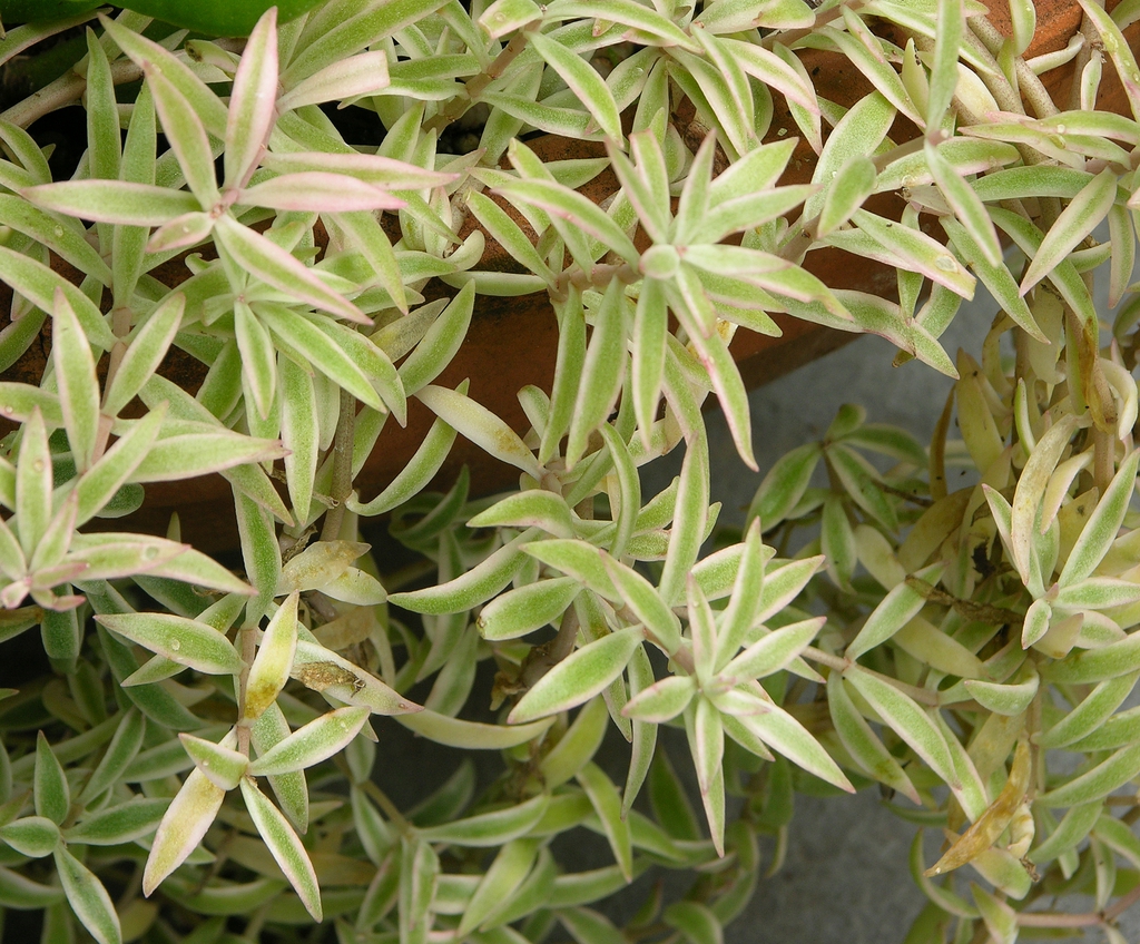 Leaf