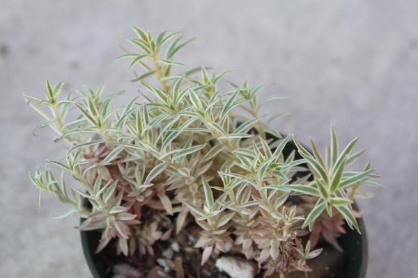Sedum lineare 'Variegatum'
