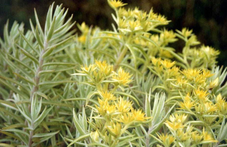 Leaves and flowers of S. variegatum
