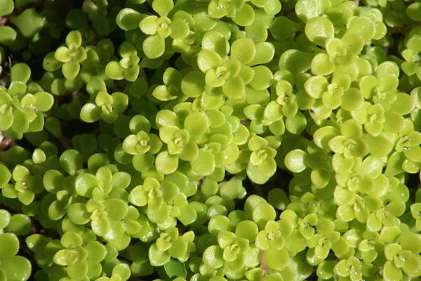 Sedum makinoi