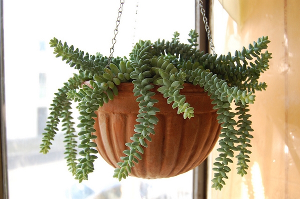 Sedum morganianum