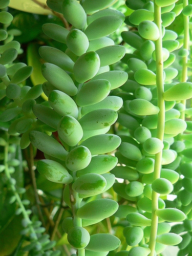 Sedum morganianum