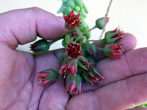 Sedum morganianum bloom