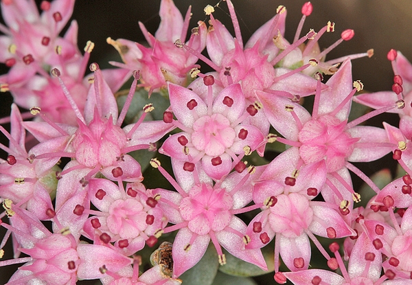 Hylotelephium sieboldii