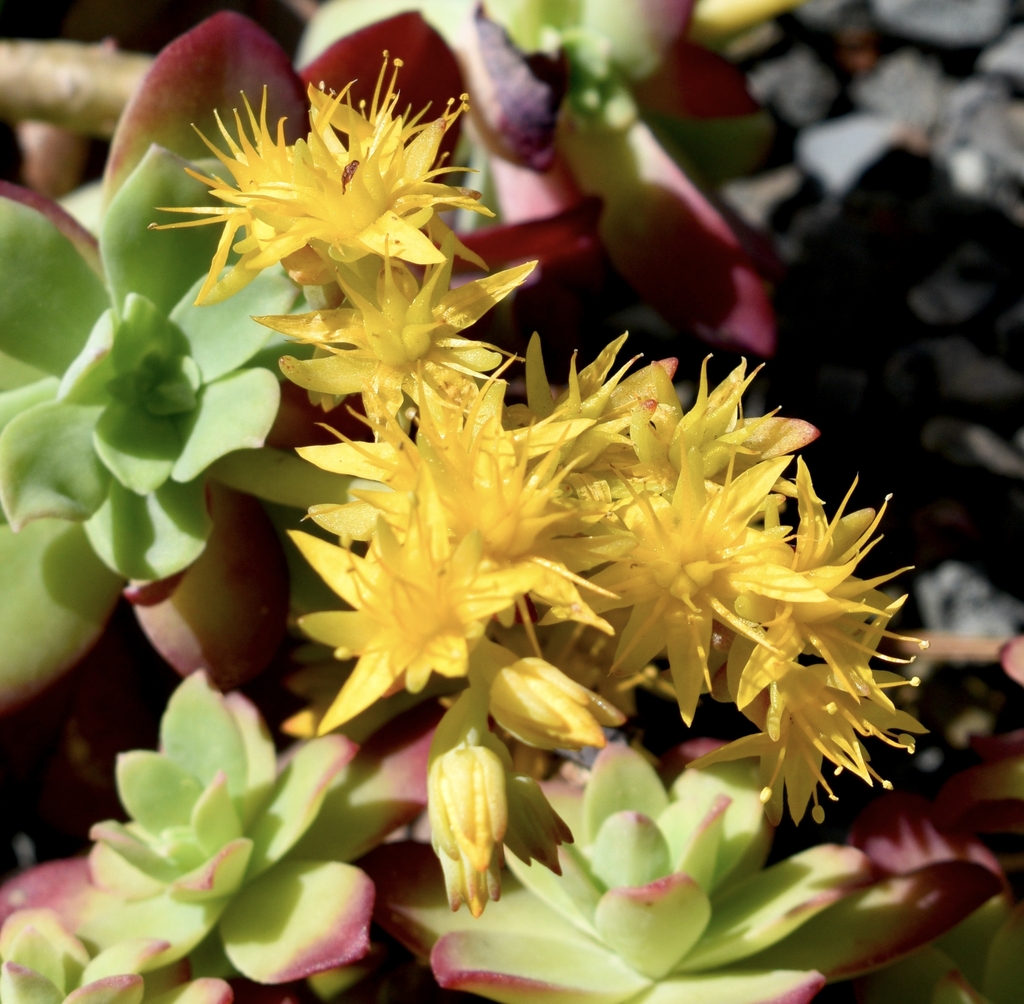 clusters of bright yellow star shaped yellow flowers