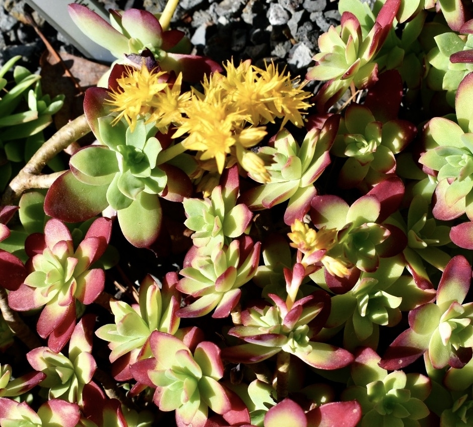 green and burgundy rosettes with yellow star like flowers