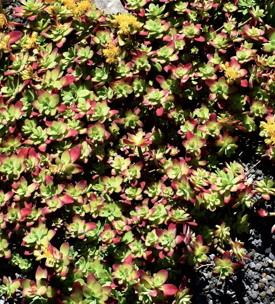 evergreen succulent that forms rosettes