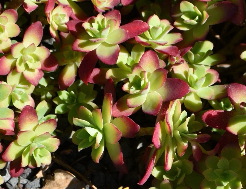 Rosettes of green leaves with burgundy edges