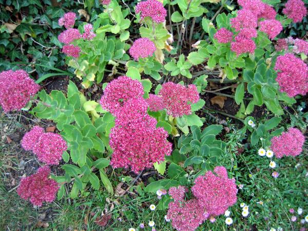 Sedum spectabile