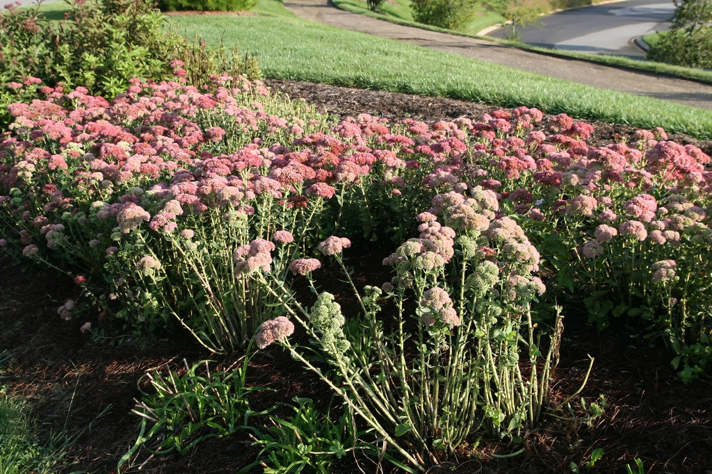 Sedum spectabile 'Autumn Joy' mass planting