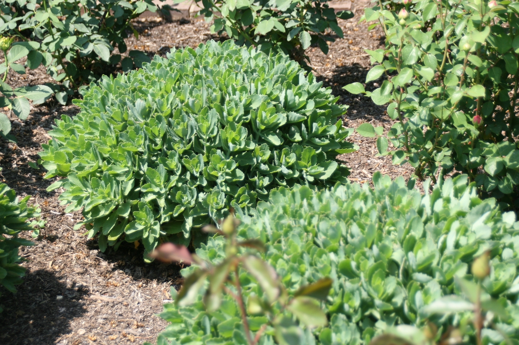 Sedum spectabile 'Autumn Joy' leaves
