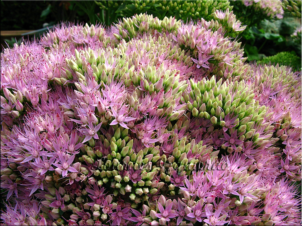 Close up of flower
