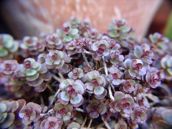 Phedimus spurius