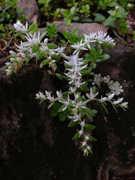 Sedum ternatum