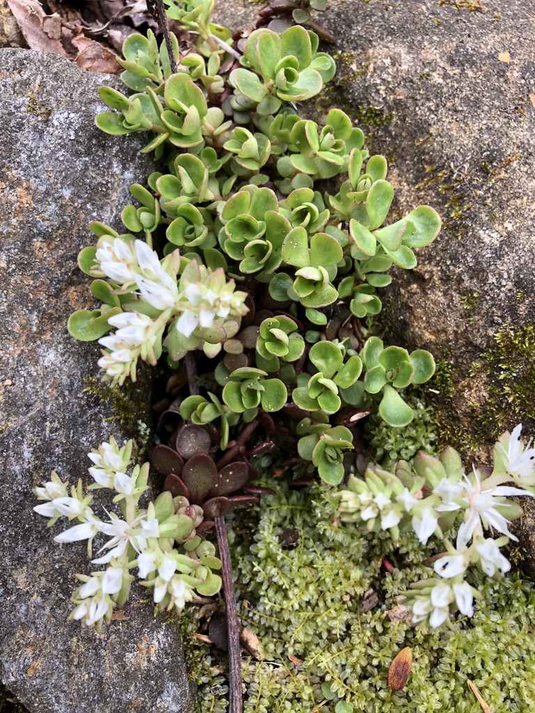 Sedum ternatum