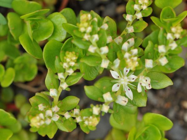 Sedum ternatum 
