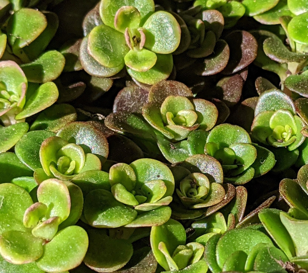 Sedu tetractinum 'Coral Reef'