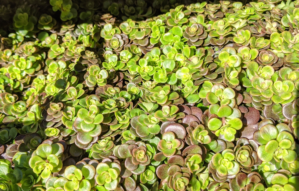 Sedu tetractinum 'Coral Reef'