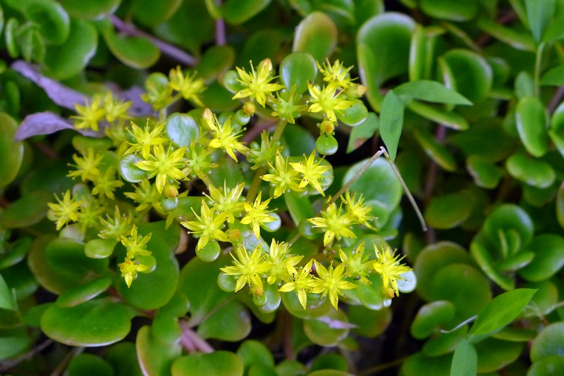 masses of yellow,5-petaled flowers above succulent leaves.