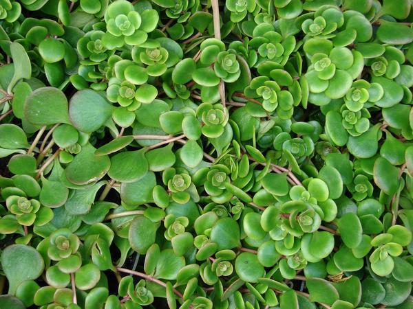Sedum tetractinum