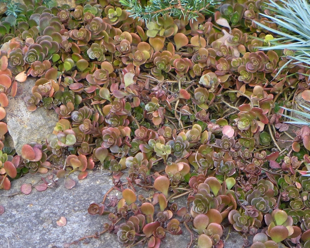 Bronze-colored succulent foliage