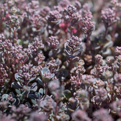 Pink flowers and burgundy colored succulent leaves.