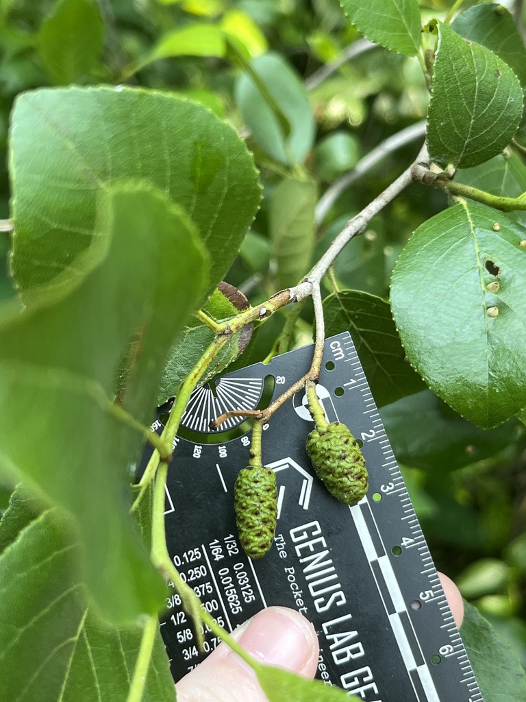 Seed bud in June in Bridgeville, Maryland