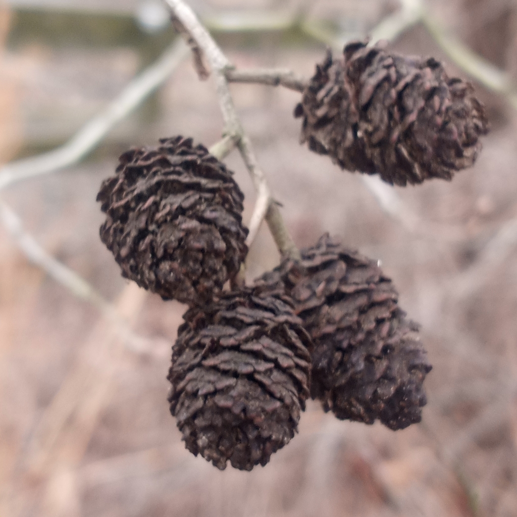Seed cones in January in Bridgeville, Maryland