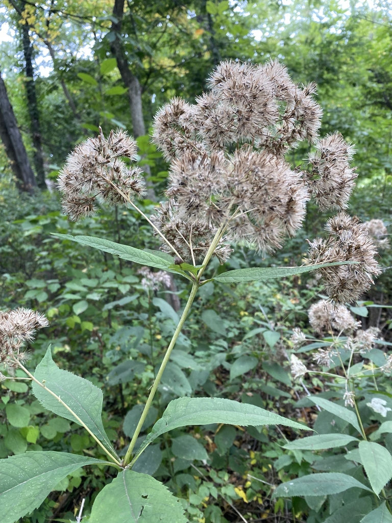 Seed head