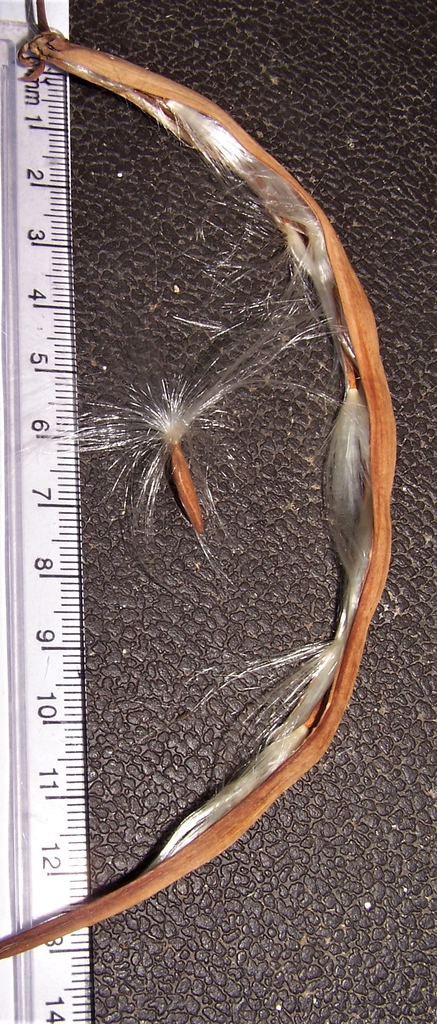 Open Pod W/ Seeds - Durham County, NC