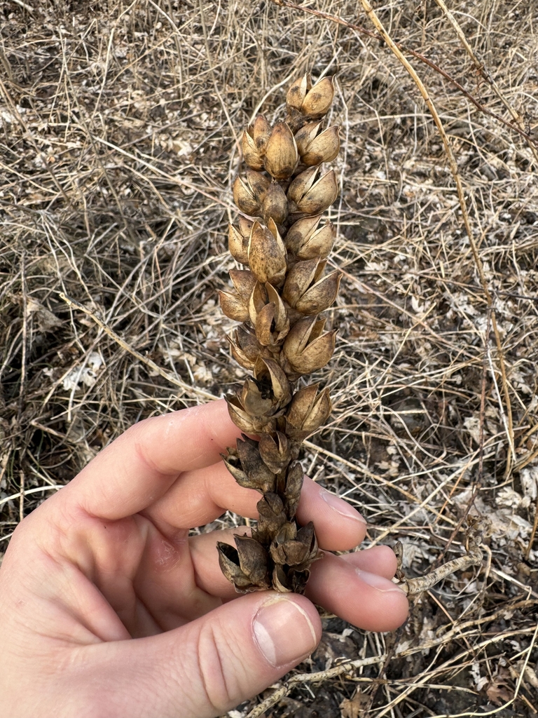 Seed Pods in March