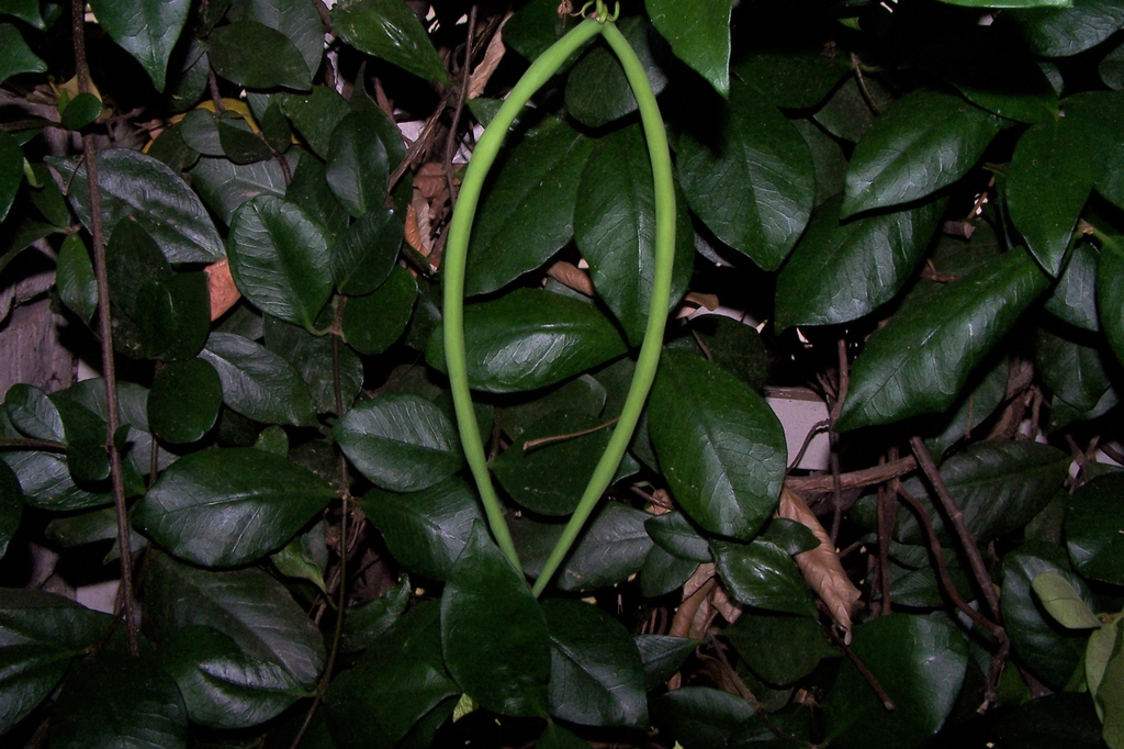 Seed Pods - Durham County, NC
