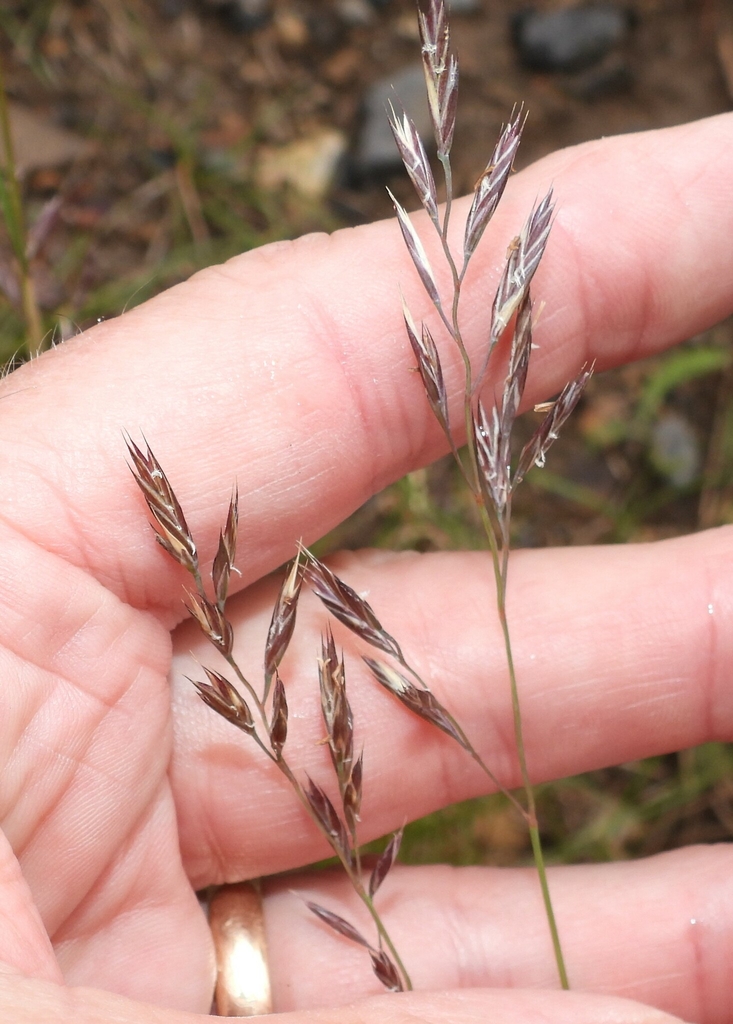 Seedhead in August in Alberta, Canada